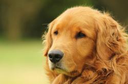 英雄联盟总决赛赛程-意甲焦点战的防守哲学，森林狼如何用锁死深圳队诠释现代防守