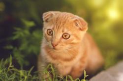 英雄联盟总决赛-当唯一跨越山海，国家德比的绝杀与哈登的制胜球，在同一个夜晚轰鸣