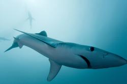 英雄联盟总决赛-奥运周期关键焦点战，乌克兰国奥绝杀巴萨，备战之旅现曙光