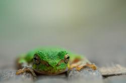 英雄联盟总决赛时间-布伦森数据爆发之夜，尼克斯蜕变，黄蜂猛龙共证传奇