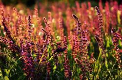 英雄联盟总决赛时间-北欧寒锋对阵梅阿查烈焰，阿尔瓦雷斯的绿茵交响诗