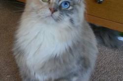 英雄联盟总决赛赛程-悬疑开场，浓眉空降CBA？高光表现助辽宁力克火箭晋级总决赛