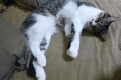 -金字塔对决红牛，巴尔韦德的压制级中场统治记