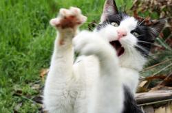 LOL赛事-冰锥的寂静，范弗利特与东决之夜被量化的存在