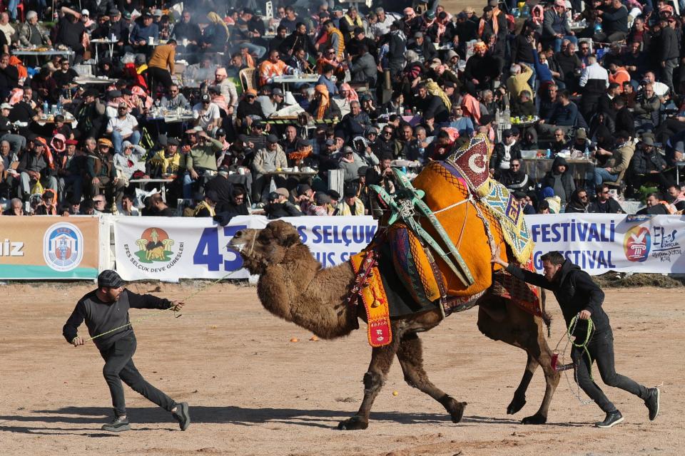 摔跤比赛中，土耳其选手取得胜利