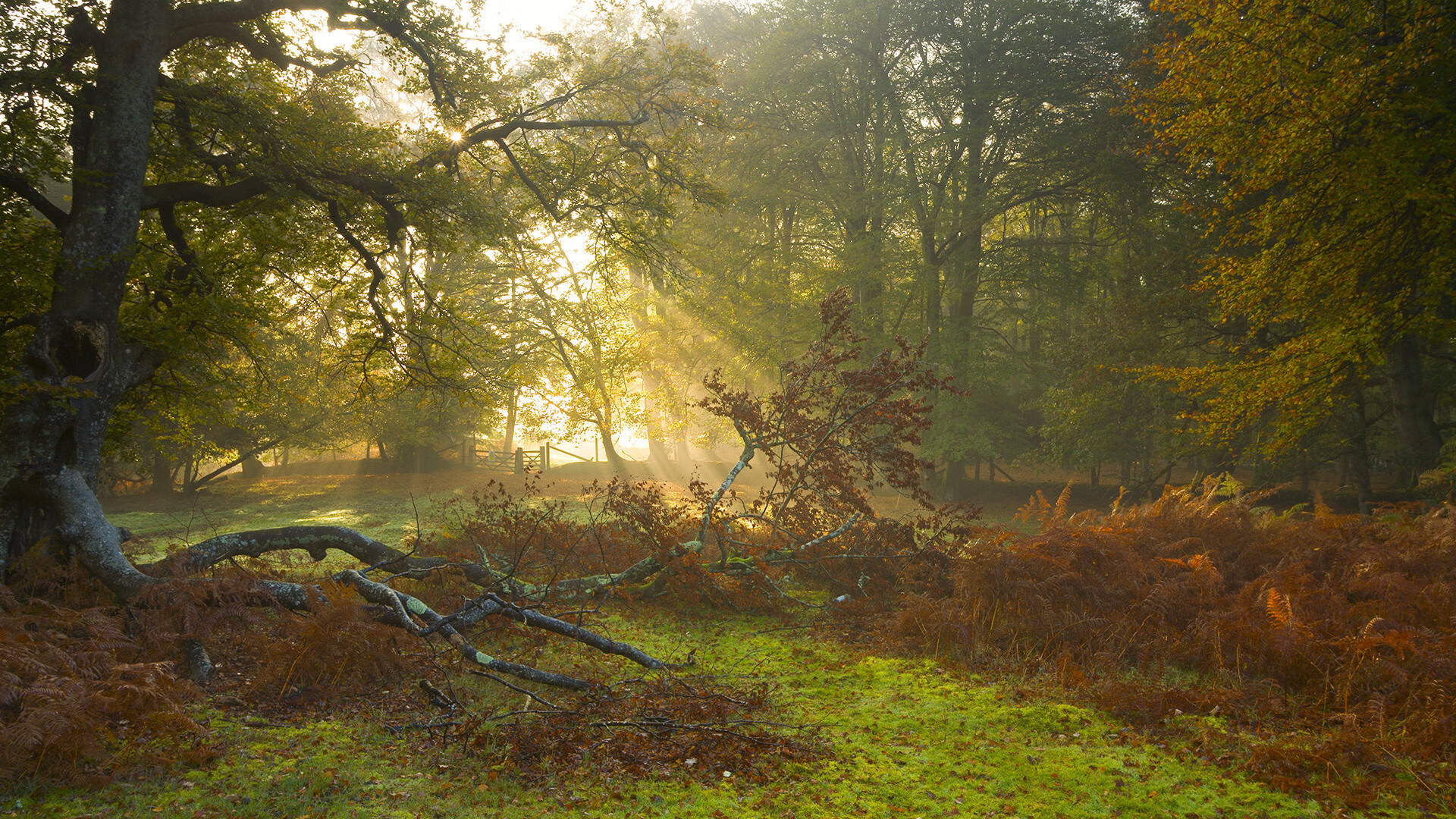 唯一门迪，季后赛硝烟中的定海神针
