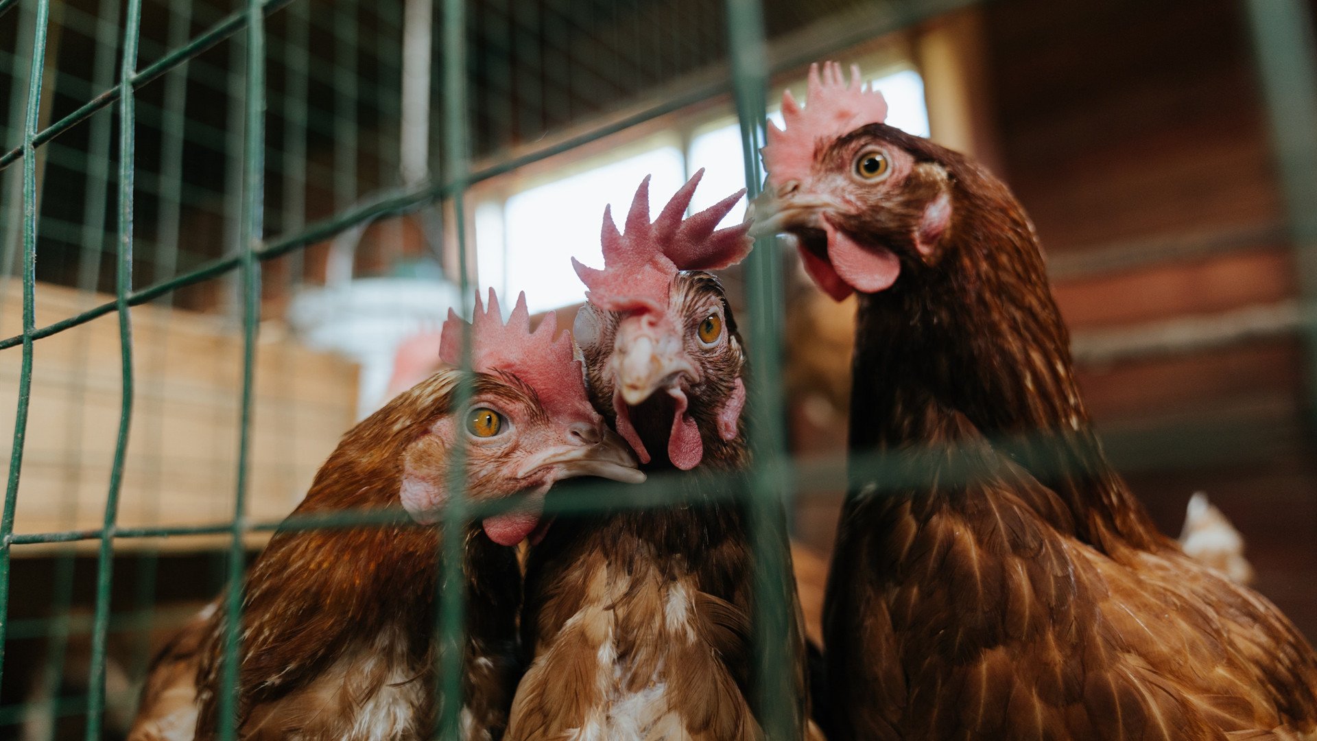 刀锋与琴弦，热火在沉默中斩断奇才的变奏