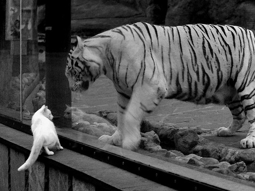 假如库里在猛龙，2019年东决的蝴蝶效应