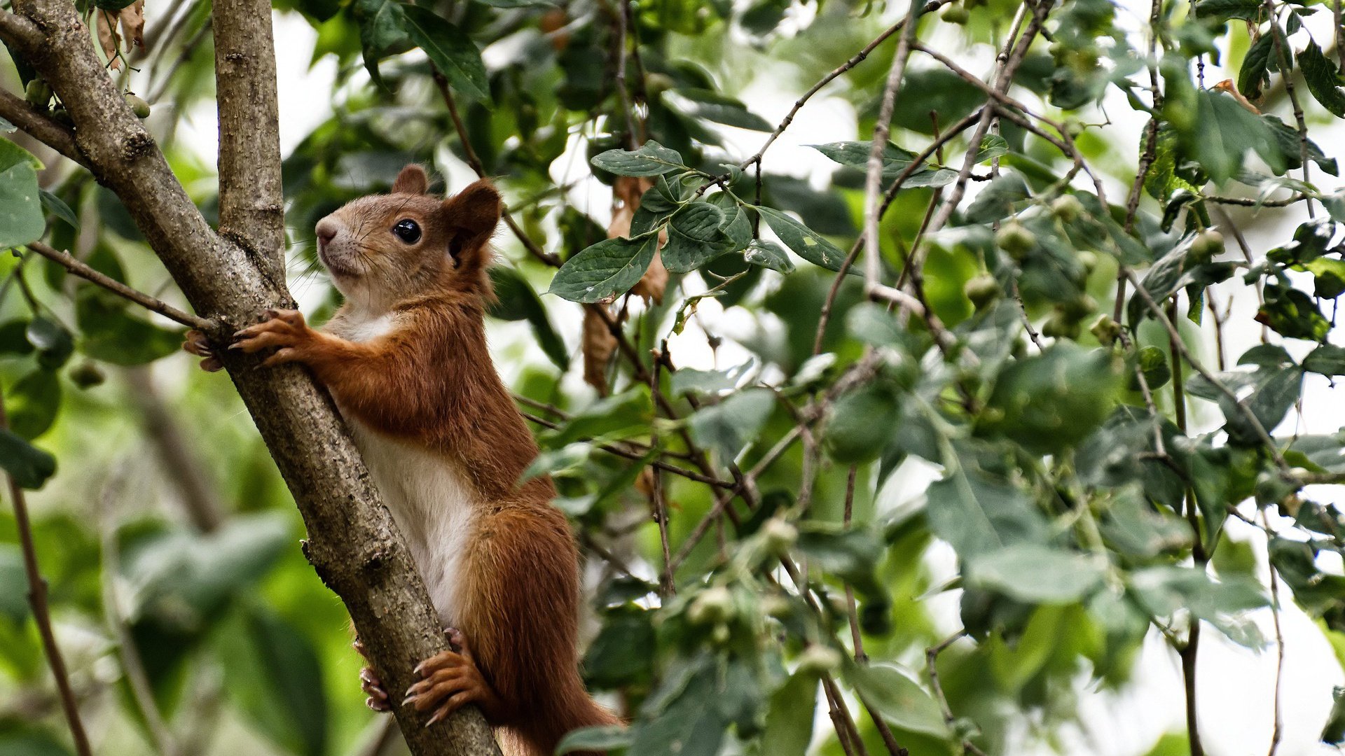 中场艺术家，巴雷拉如何用一己之力，将曼联与皇家社会的欧战对决变成个人指挥秀