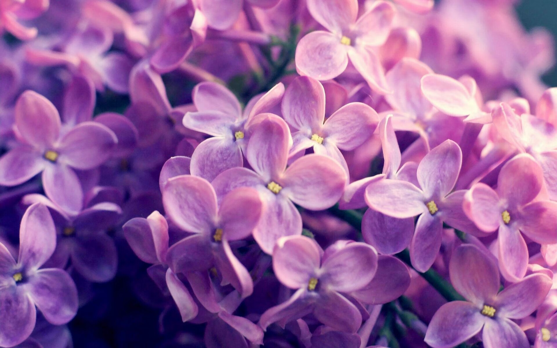 西亚卡姆摧枯拉朽轰碎爵士铁闸,篮网攻防一体奏响冰火反差狂想曲