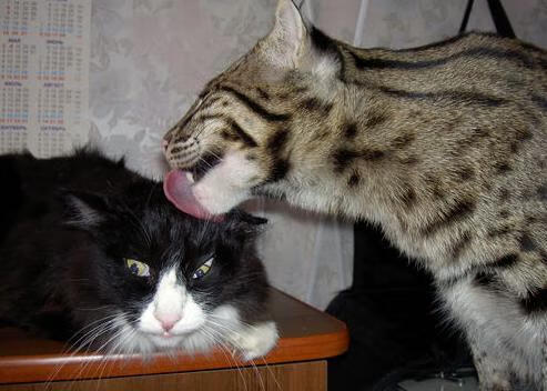 从爆冷到连续剧，日本足球的进化论—2026世界杯焦点战剖析