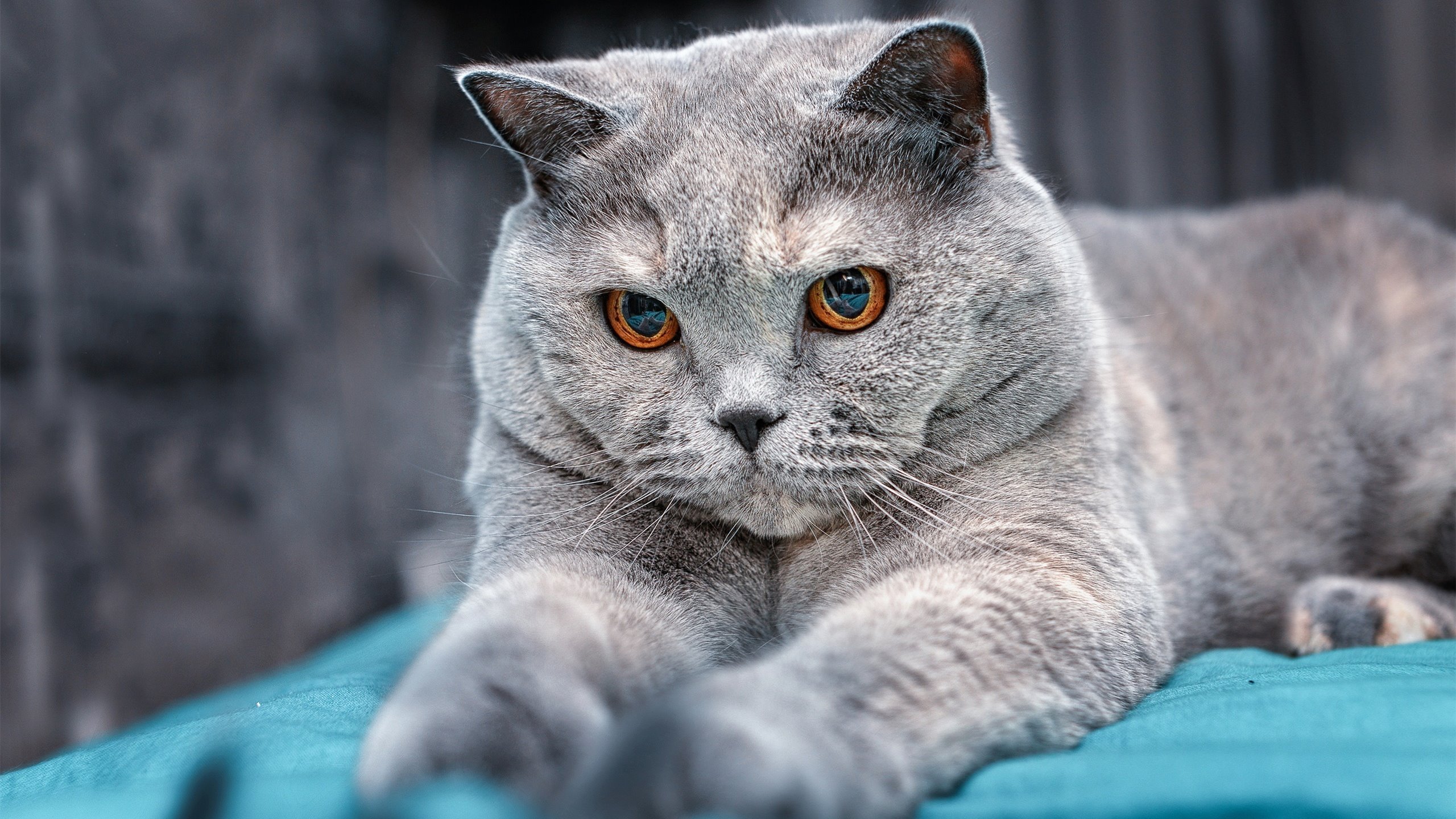 恩佐绝境救主,罗马2-0力克巴拉圭,逆境中绽放的光芒