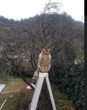 哥斯达黎加的雨林突袭，里昂赛道上的F1新纪元揭幕战