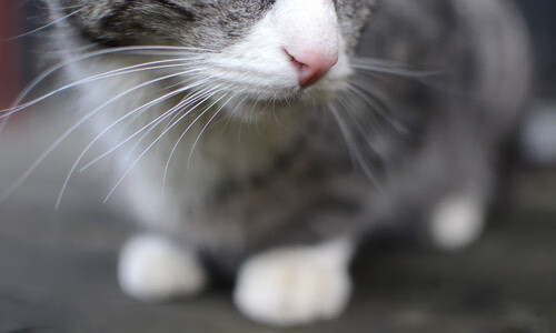 极限赛道与硬木地板的共鸣之夜，当F1冠军尘埃落定，武切维奇定义胜利