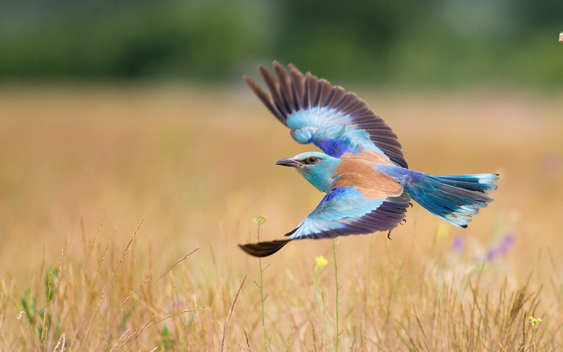 蓝白之心，贝城尖叫与基多静默