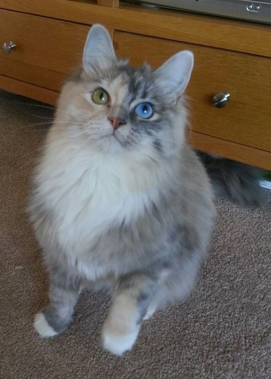 悬疑开场，浓眉空降CBA？高光表现助辽宁力克火箭晋级总决赛