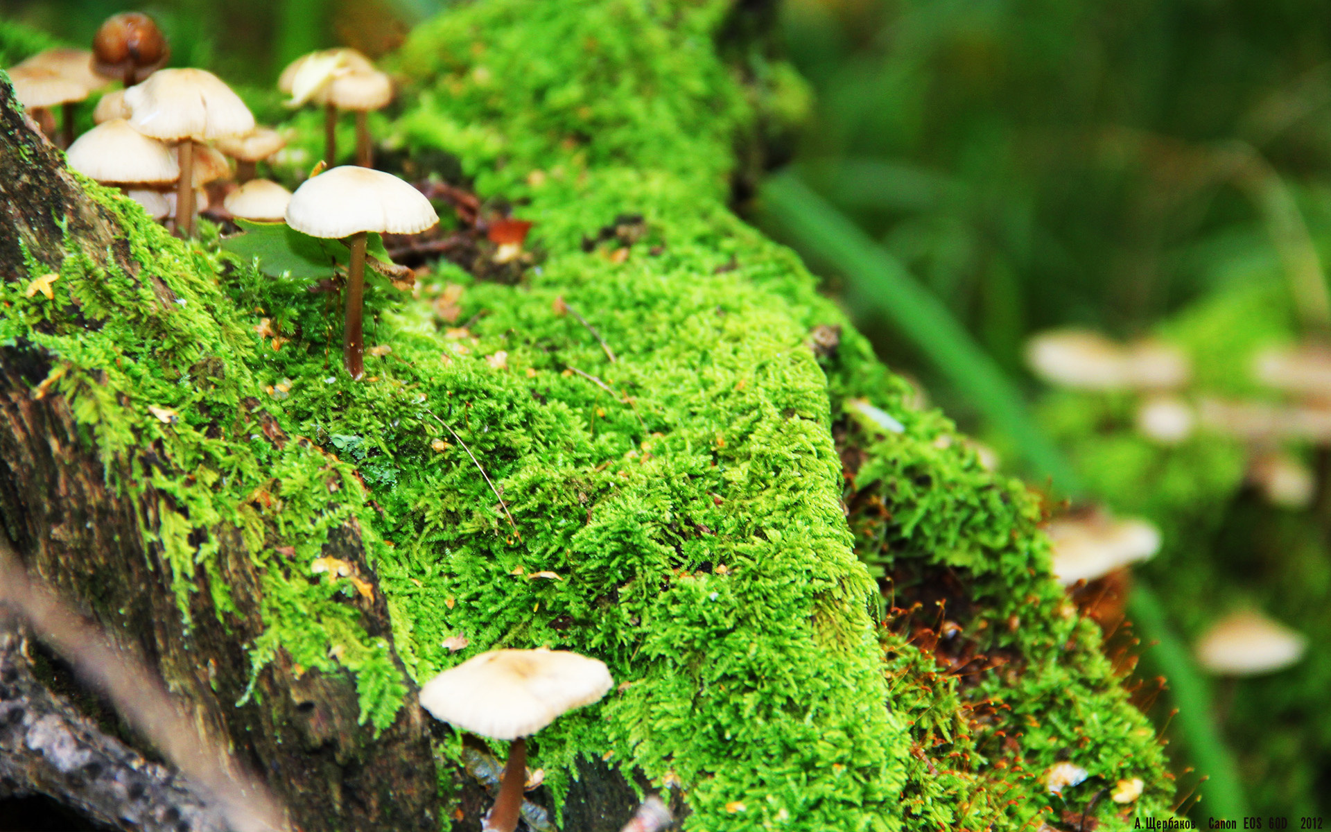 悬崖边的守夜人，杰伦·格林用双刃封存雷霆的最后曙光