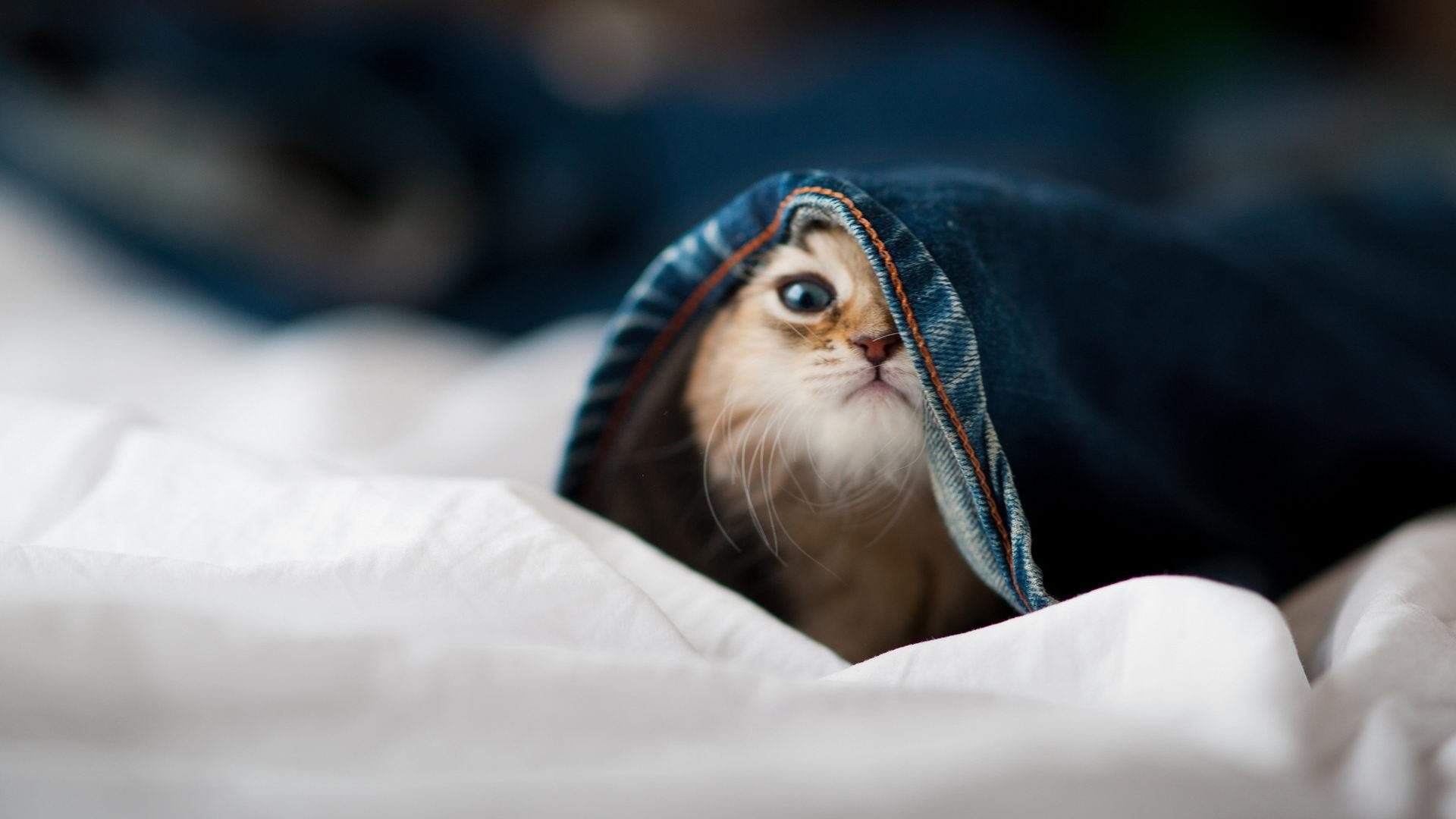 跨洋对决，塔图姆全场最佳无悬念，新疆队力克黄蜂创历史