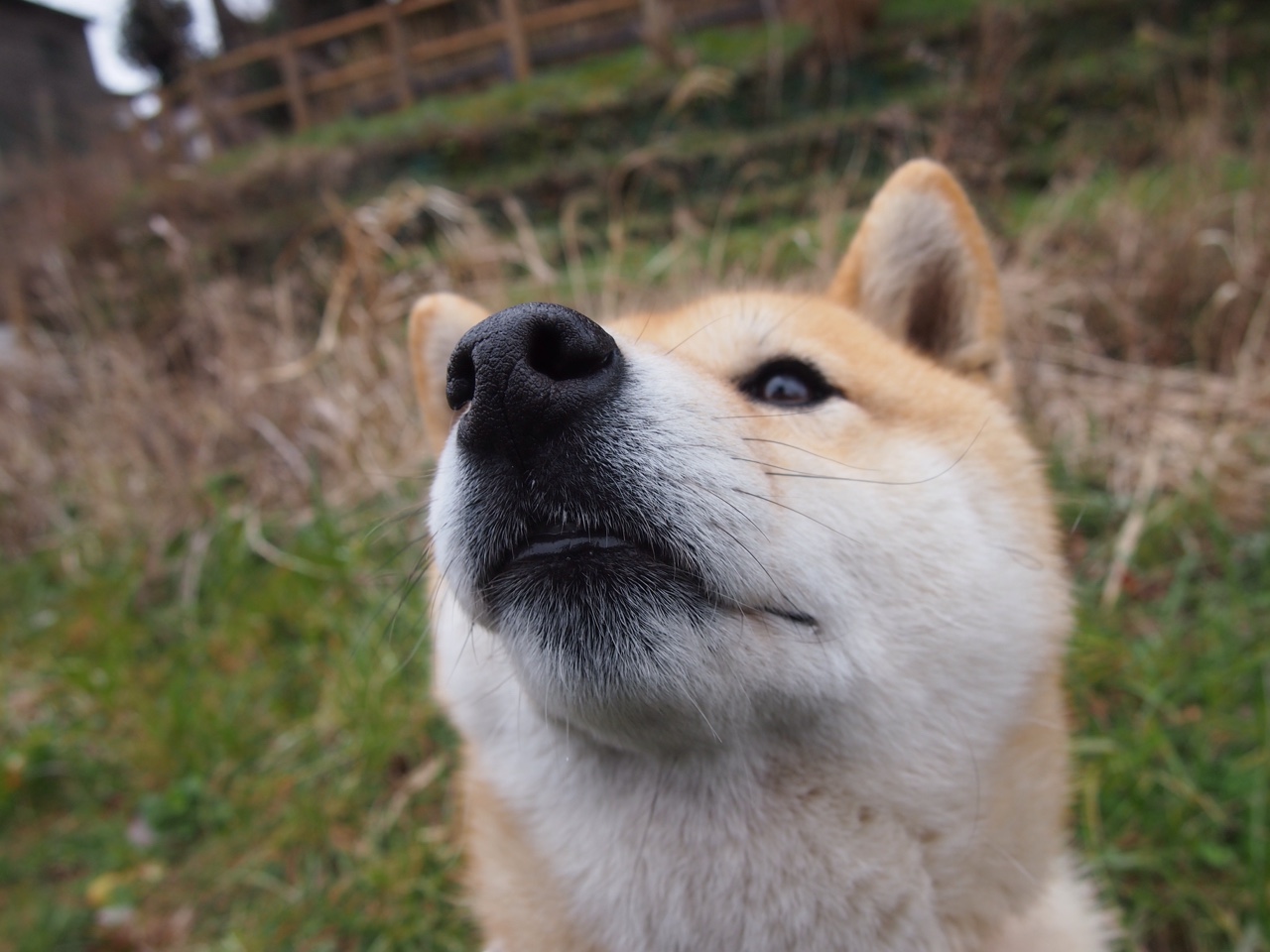 NBA季后赛焦点战，尼克斯横扫南非队，创下国际篮球新篇章