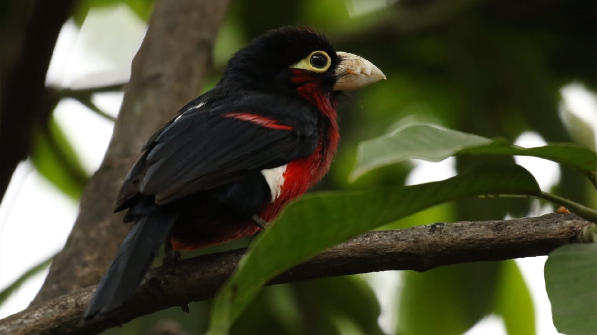 班凯罗舞台越大越强,尼克斯用最纽约的方式一波流带走绿军