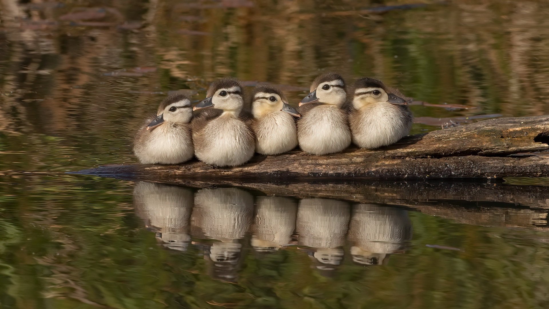 跨界风暴，美加墨世界杯特别表演赛，灰熊队足球式斩落公牛